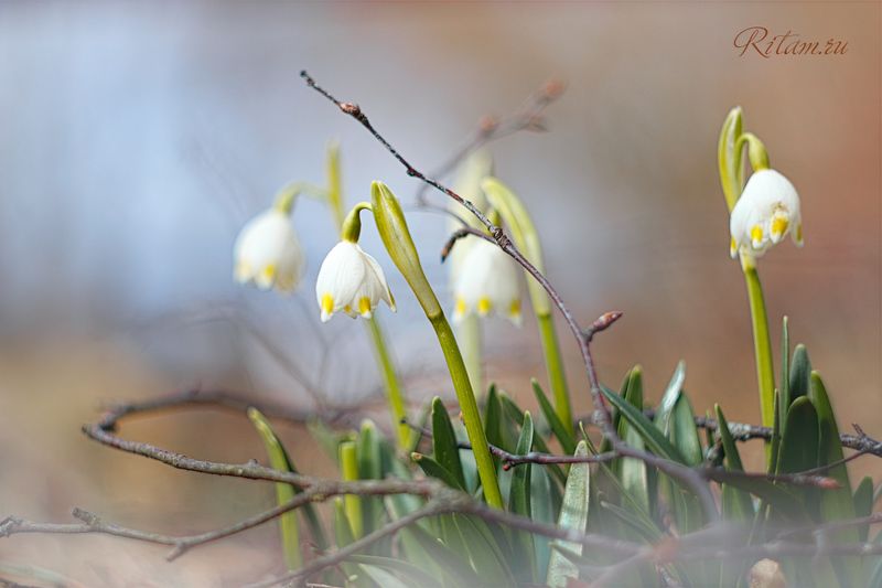 весна, spring, цветы, цветок, flowers, flower, blossom, bloom, подснежник, белый, white, боке, bokeh, макро, macro, closeup, snowdrops Первенцы Весны / The Firstborn of Spring фото превью