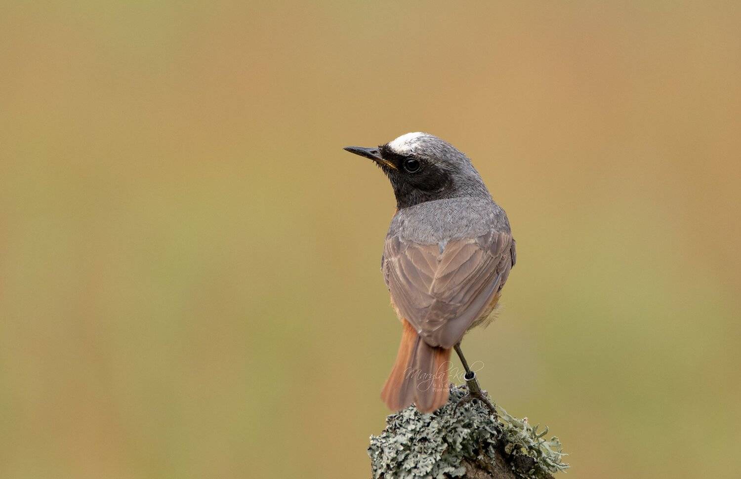 Birds, animals, nature, wildlife, canon, MARIA KULA