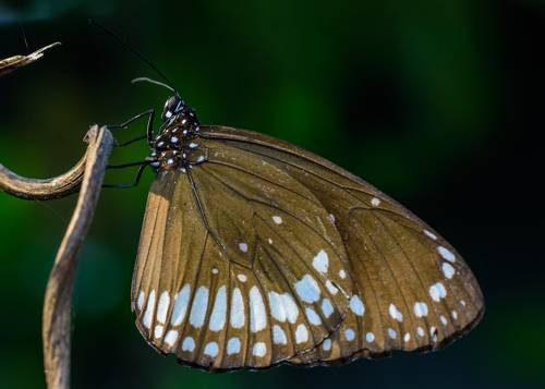 Broad Wings