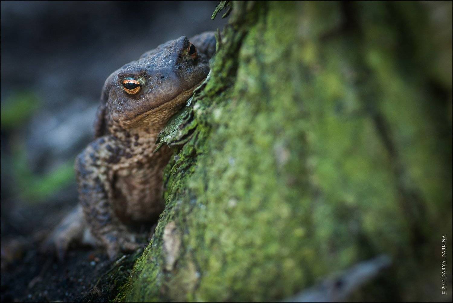 жаба, весна, глаза, животное, макро, природа, фауна, bufo, toad, eyes, nature, animal, Даркина Дарья