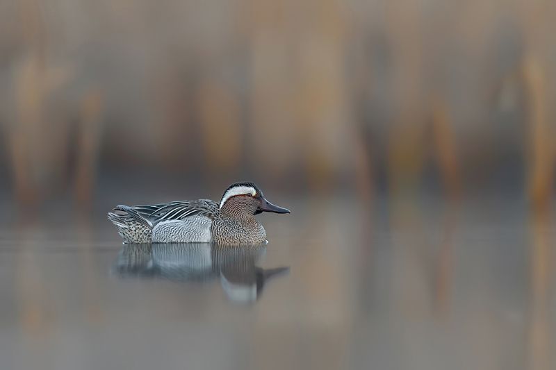 Wczesnym rankiem фото превью