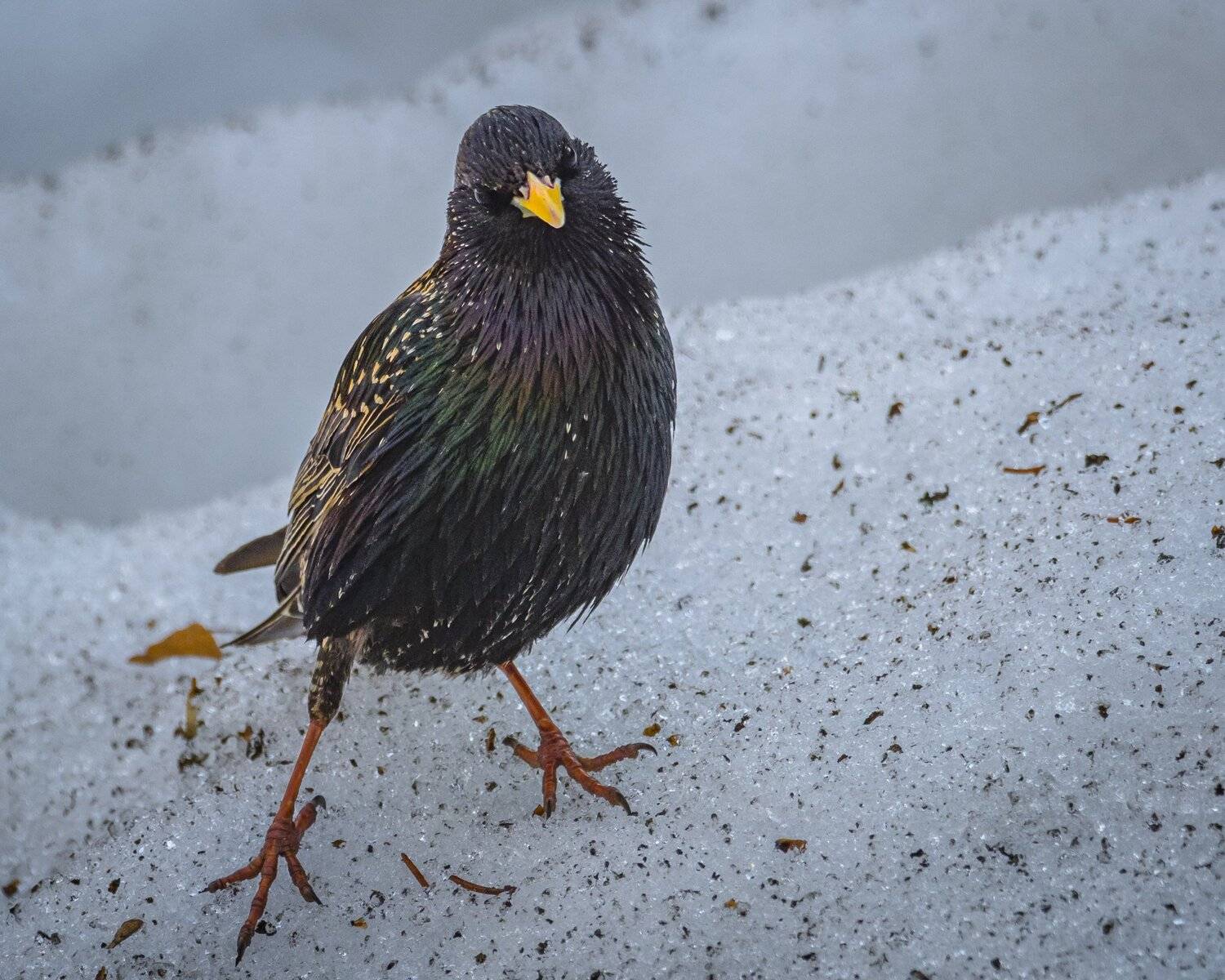 , Курлянцев Алексей