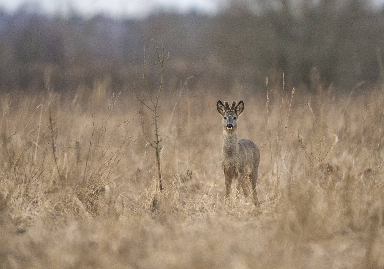 , Юрий Кулаков