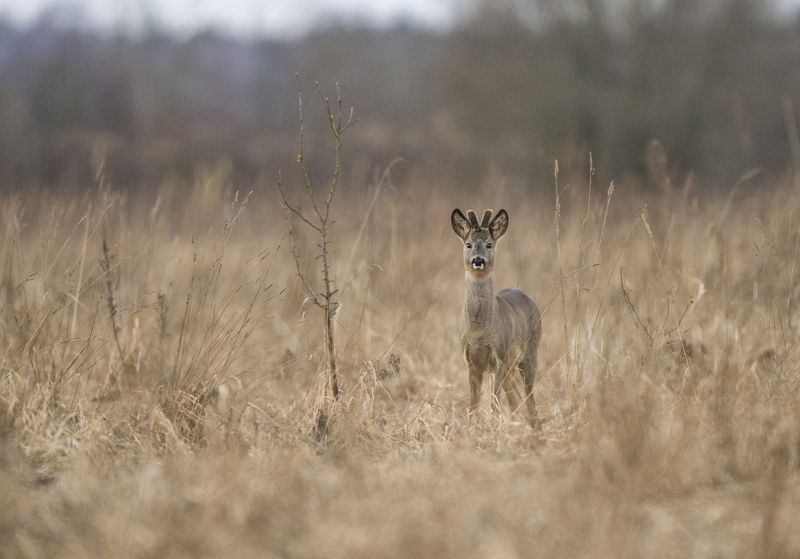 Косуля. фото превью