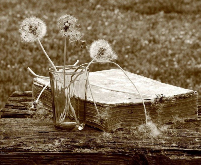 натюрморт, фотонатюрморт, монохром, сепия, книга, одуванчики,  наталья казанцева Со старой книгой фото превью