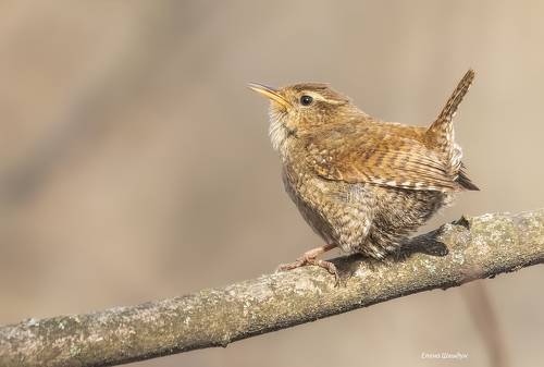 Eurasian wren