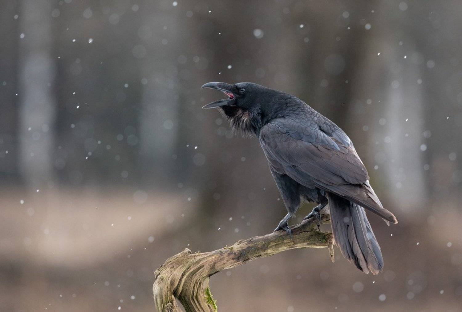 ворон, птицы, снег,, Владимир Пакалевич