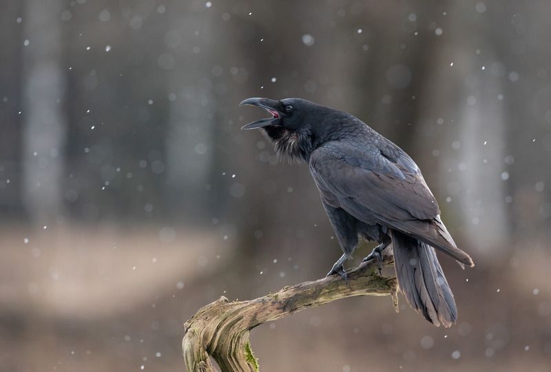 ворон, птицы, снег, Песня о весне фото превью