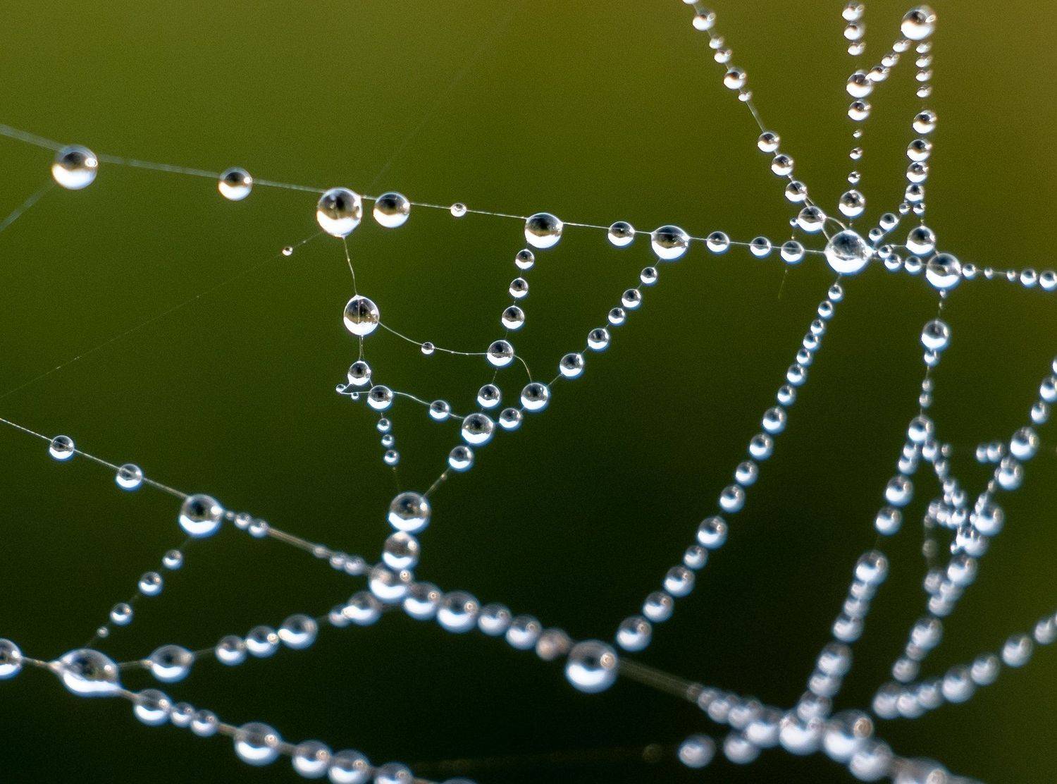 , Юрий Чернов