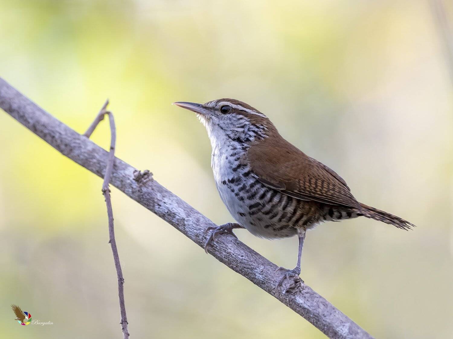 , Fernando Burgalin Sequeira
