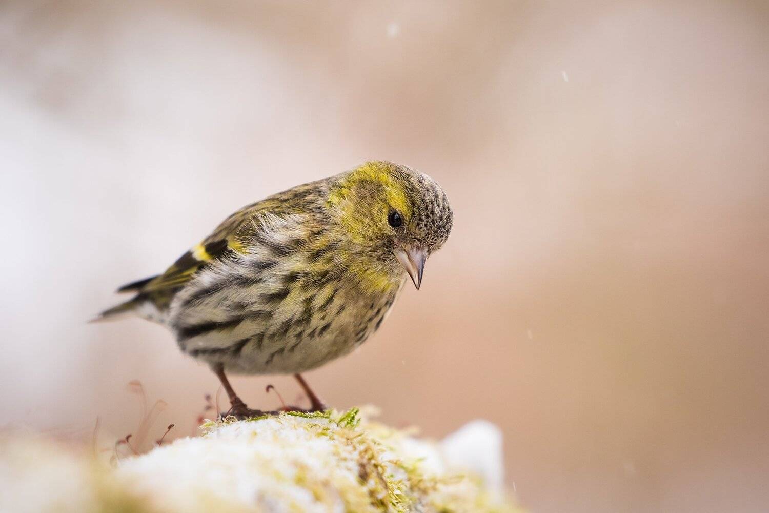 , Robert Adamec