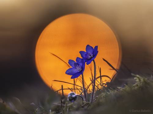 Печёночница благородная