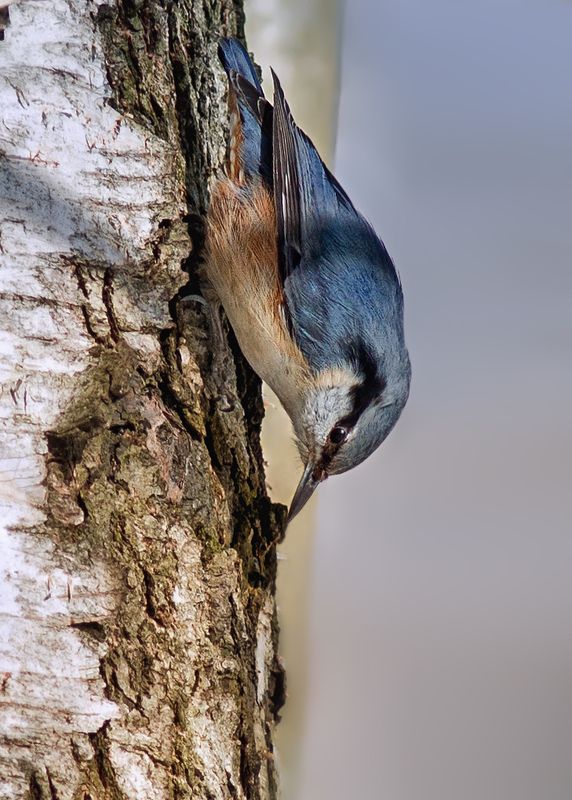 Поползень фото превью