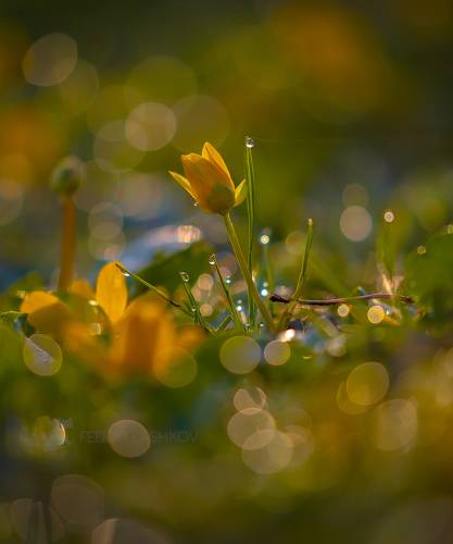 Хрустальное утро весны!