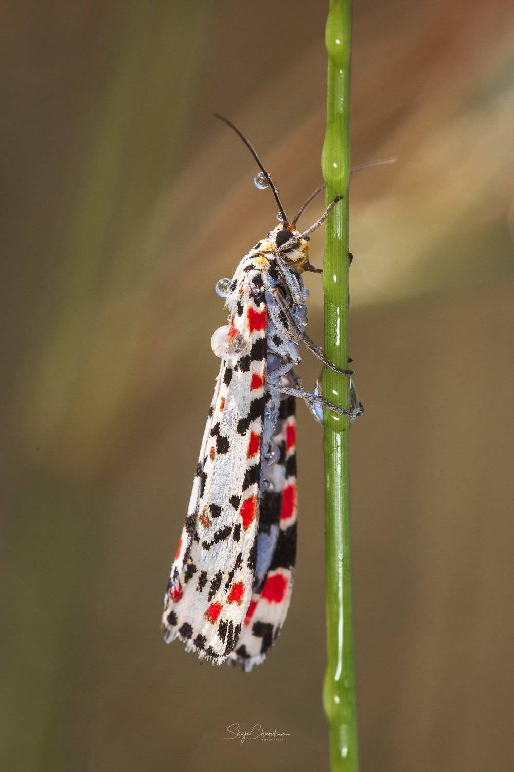 #macro, #nature #insects, SHAJI CHANDRAN