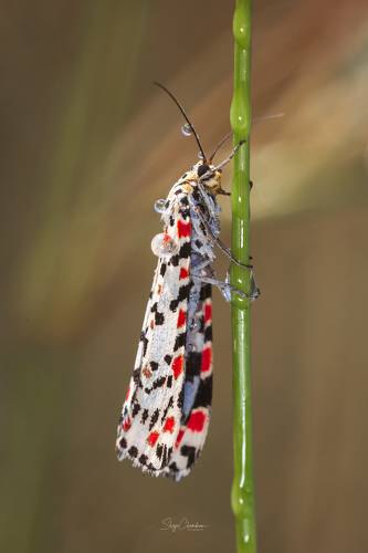 Bella moth