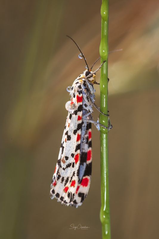 #macro, #nature #insects Bella moth фото превью