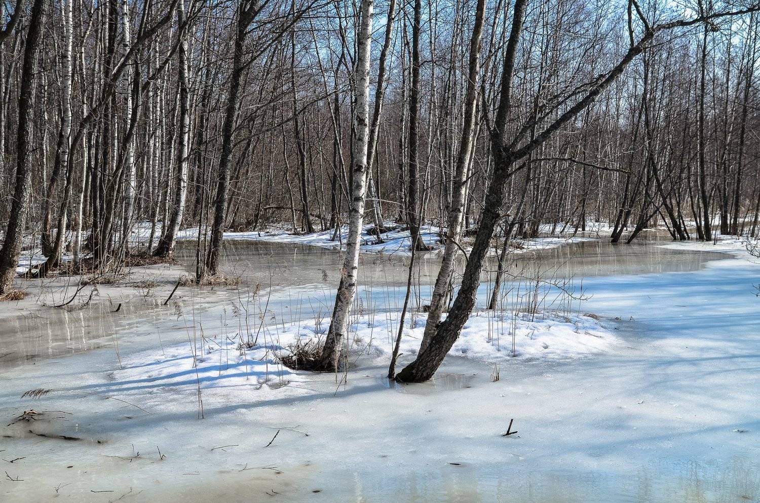 весна, болото, ленобласть, заповедник, заказник, красиво, снег, апрель, река, Валерий Верещако