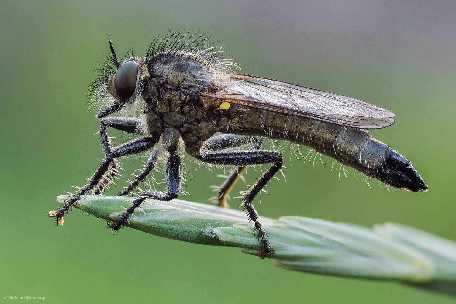 , Максим Сумской