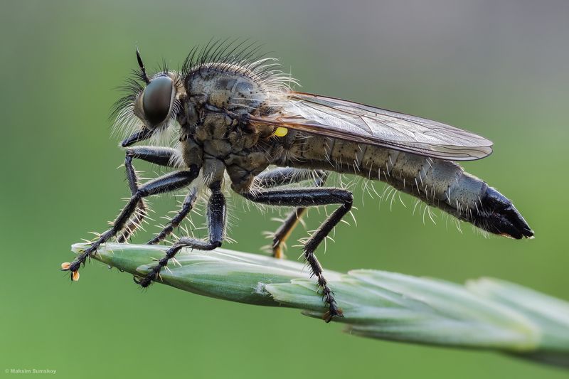 Ктырь фото превью