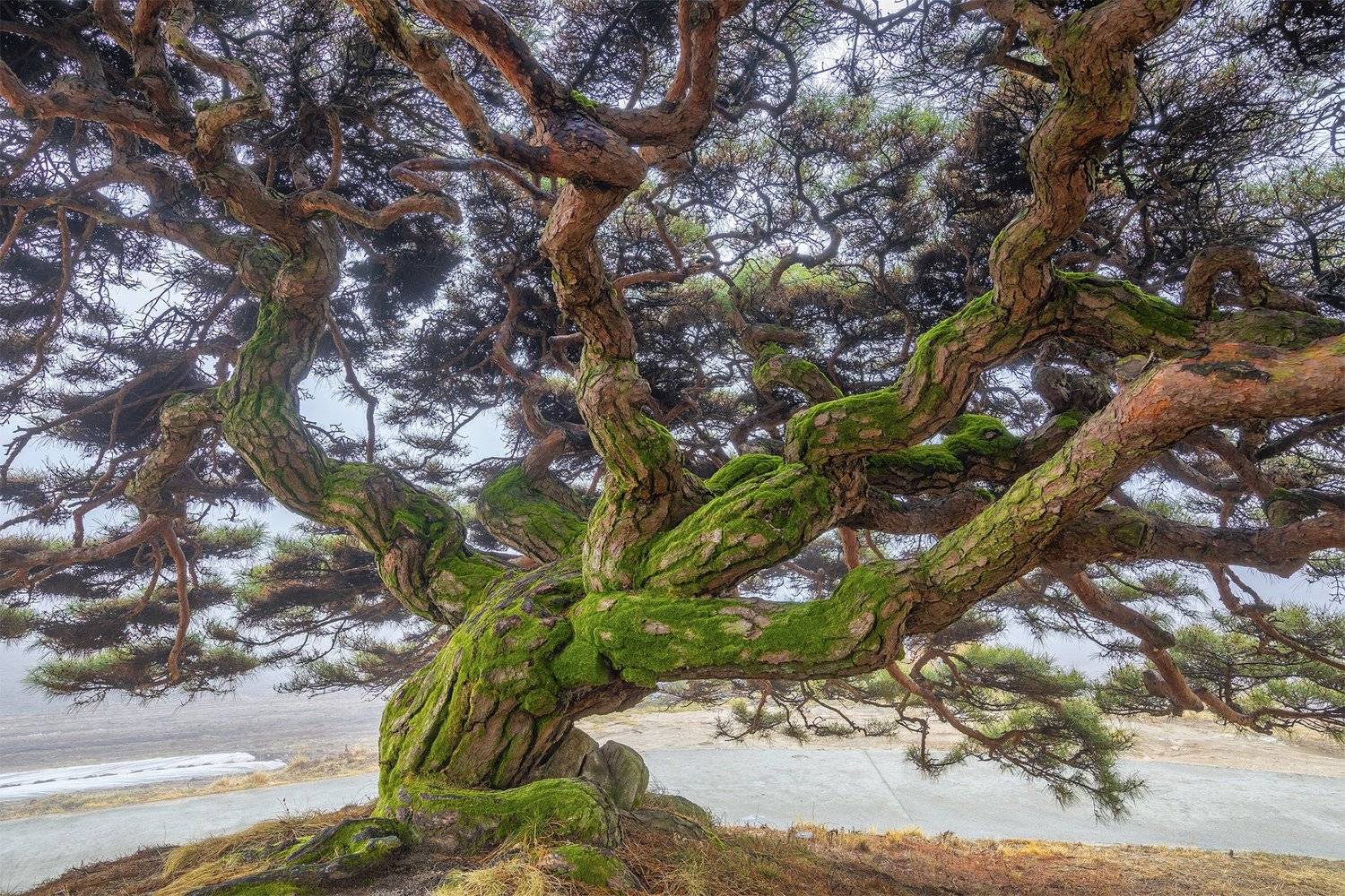 pine, woods, roots, nature, tiger skin, trees,, Jaeyoun Ryu