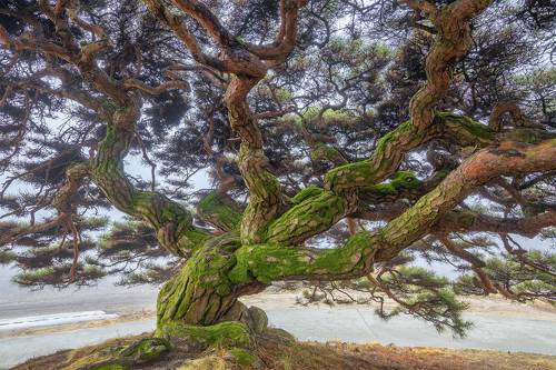Old umbrella pine