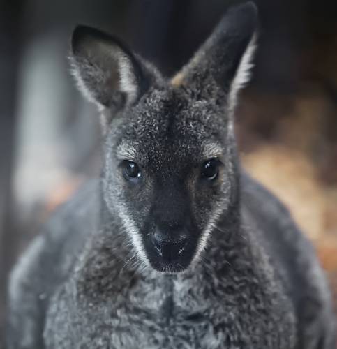 Kangaroo
