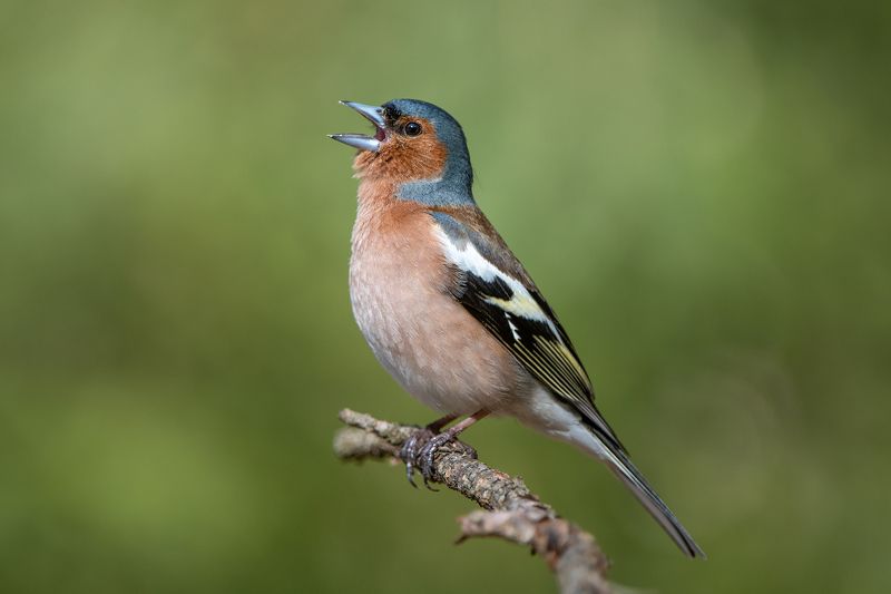 Зяблик. фото превью