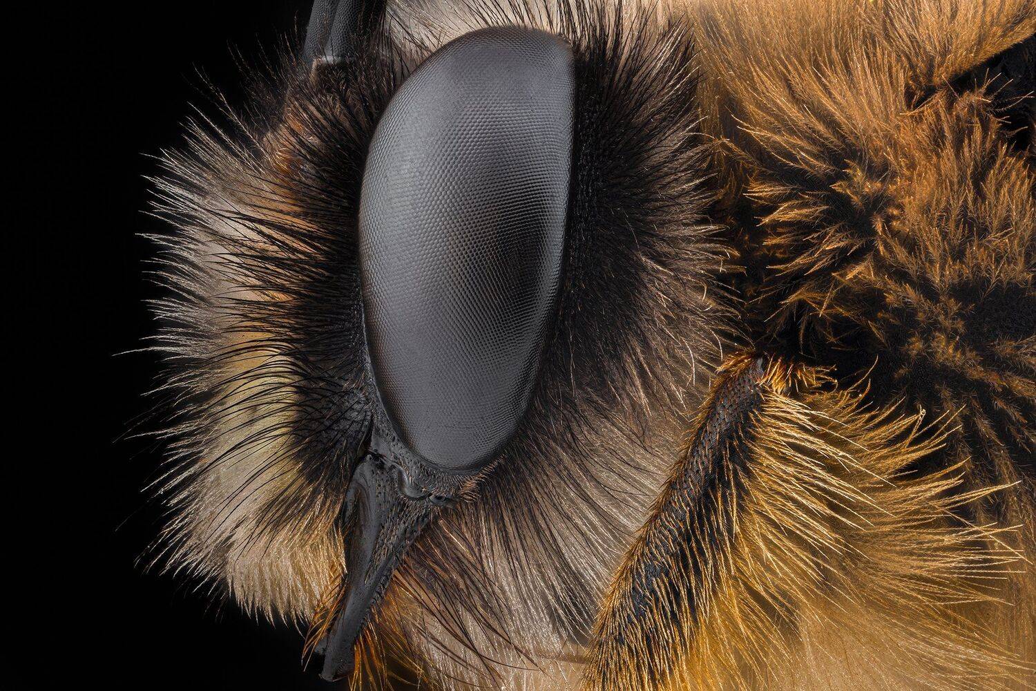 ceclii, macro, nikon d3400, lomo 3.7, Tsvetan Ganev