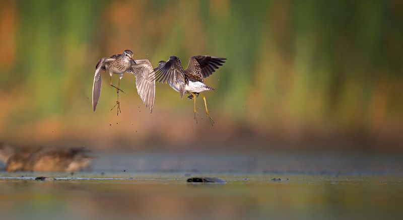 łęczaki фото превью