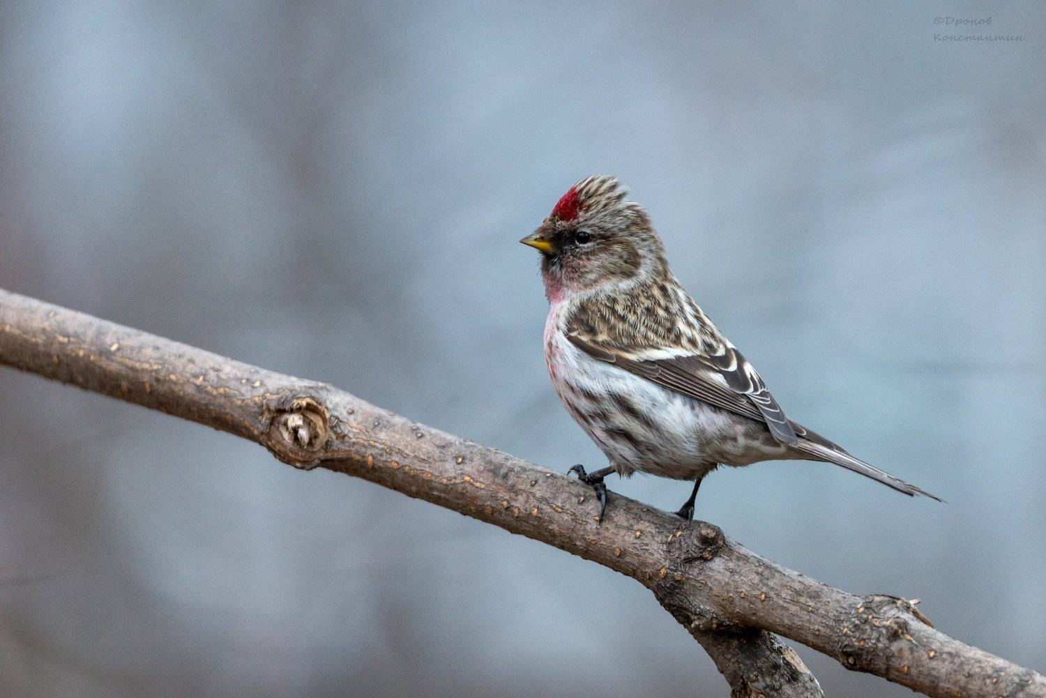 чечетка, птицы, фотоохота, Дронов Константин