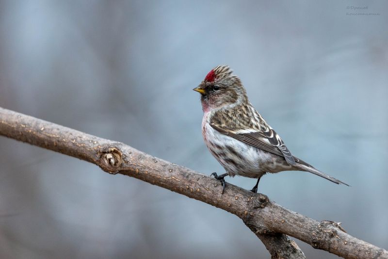 чечетка, птицы, фотоохота Чечетка фото превью