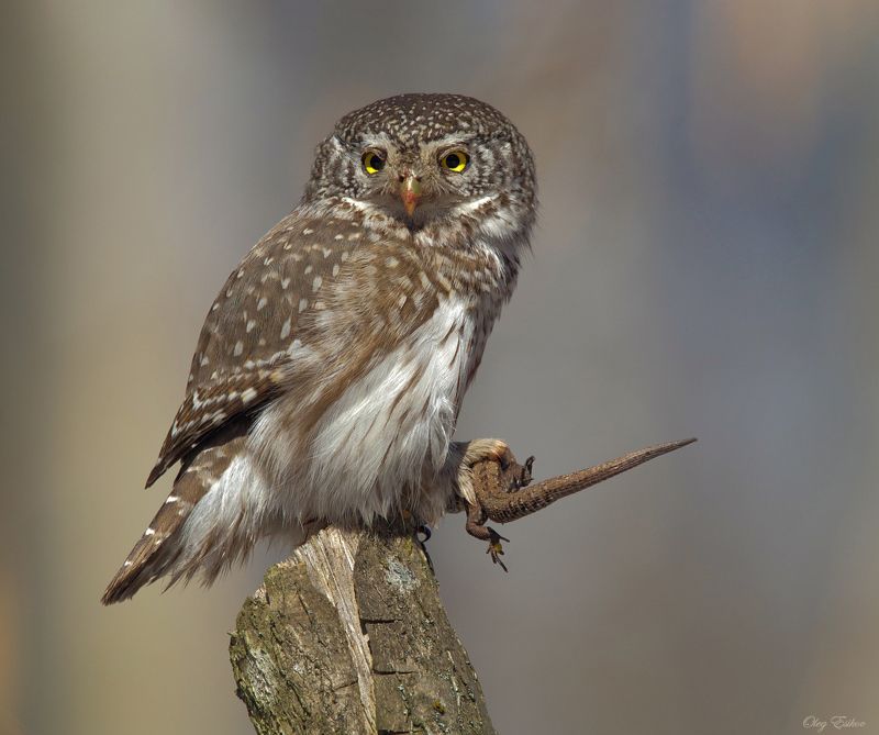 птицы, воробьиный сычик Суровый хищник фото превью
