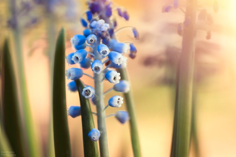 макро, природа, цветы, весна, мускари, macro, nature, flowers, spring, muscari, Мускари фото превью