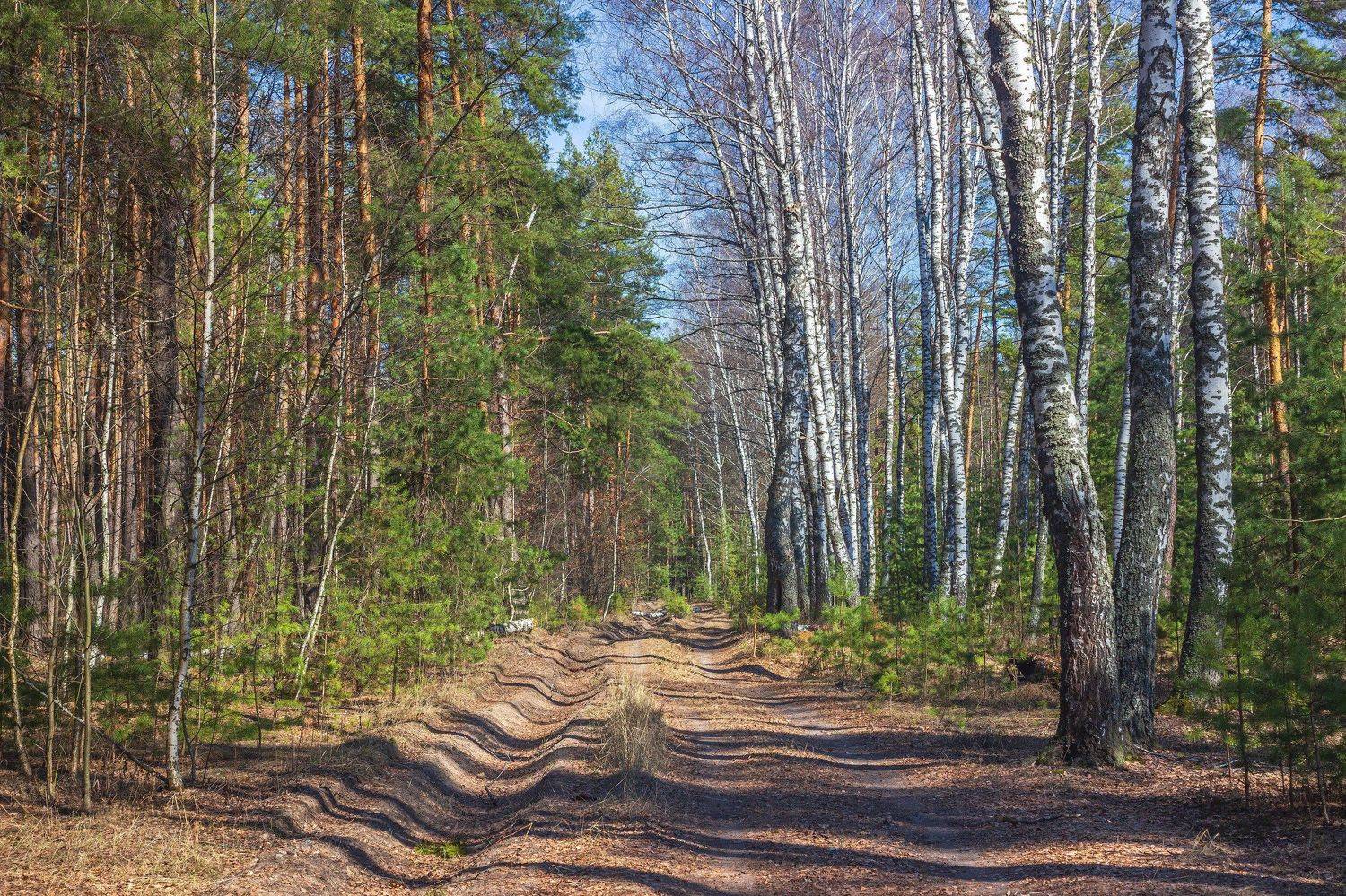 лес, весна, природа, берёзы, сосны, Руслан Востриков
