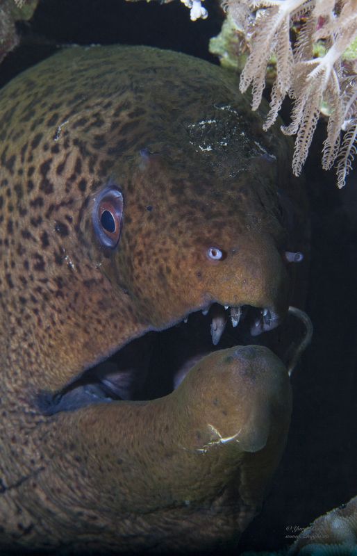 красное море, египет хургада дайвинг подводный мир жогло zhoglo Ку-КУ фото превью