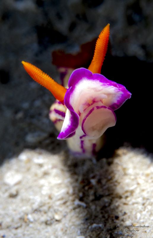 красное море, египет хургада дайвинг подводный мир жогло zhoglo Портрет фото превью