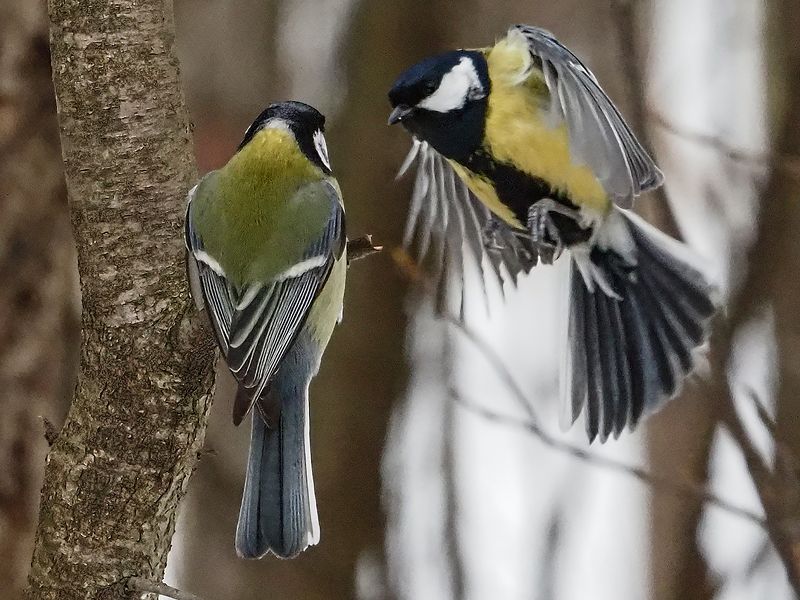 А ты кто такой?)) фото превью