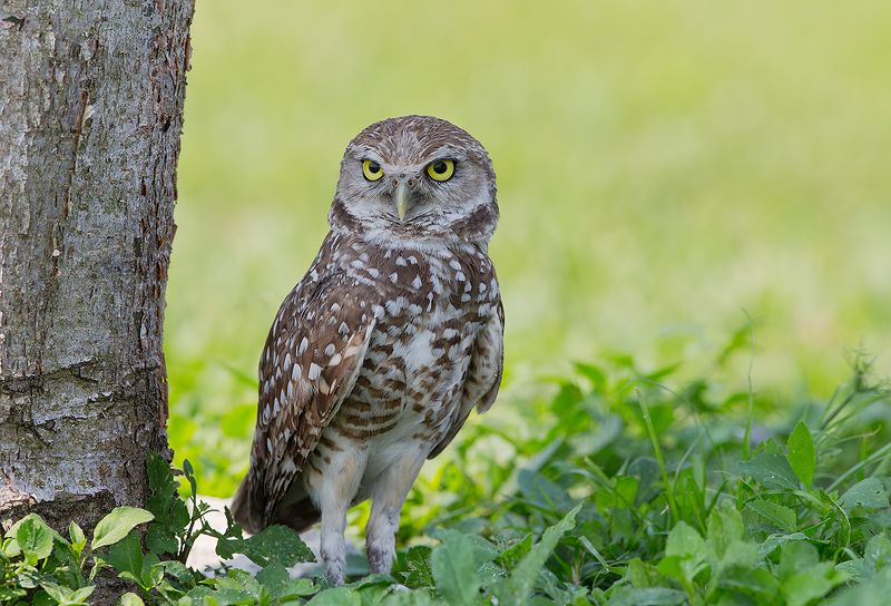кроличий сыч, florida,burrowing owl, owl, флорида,сыч Burrowing Owl - Кроличий сыч фото превью