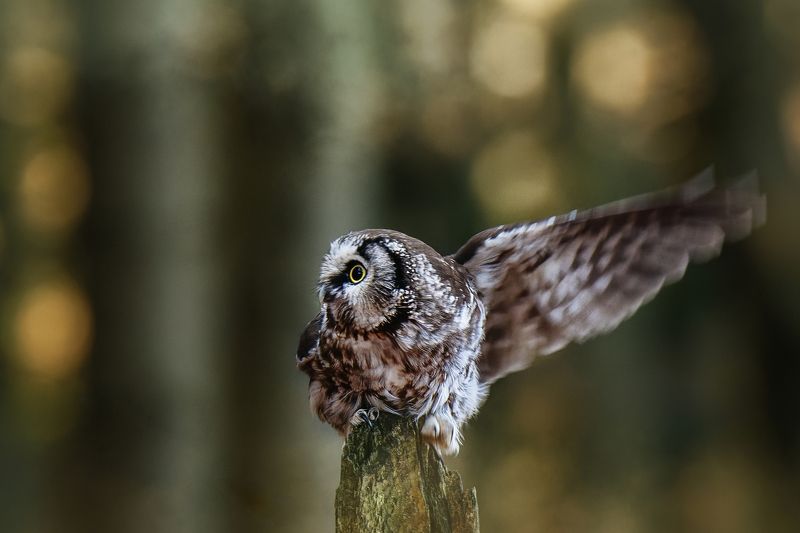 Look there.... фото превью