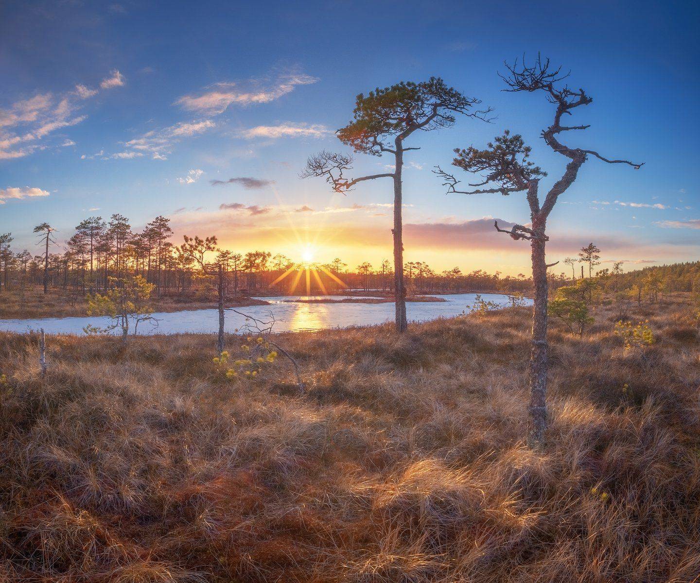 весна, болото, Алексей Марголин