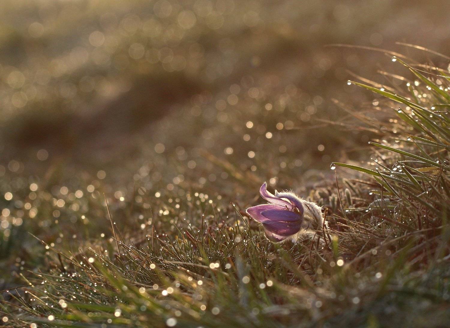 , Franti&scaron;ek Uhler