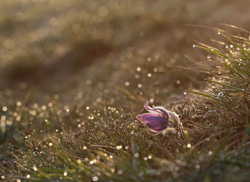 Pulsatilla фото превью