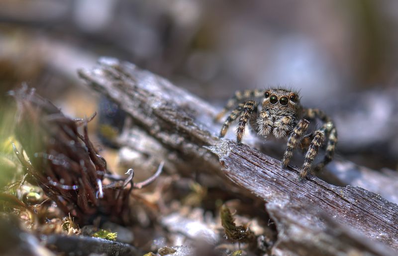 Паучишка скакунишка :) фото превью