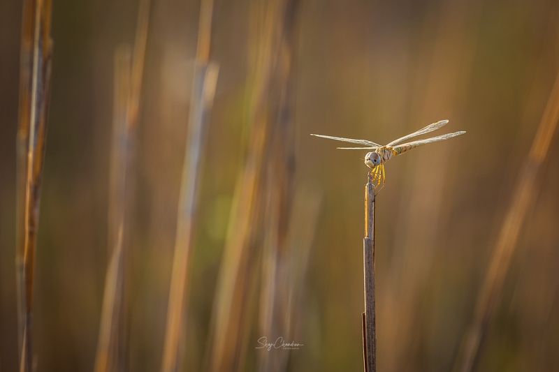 #macro #nature #color #dragonfly Alone фото превью