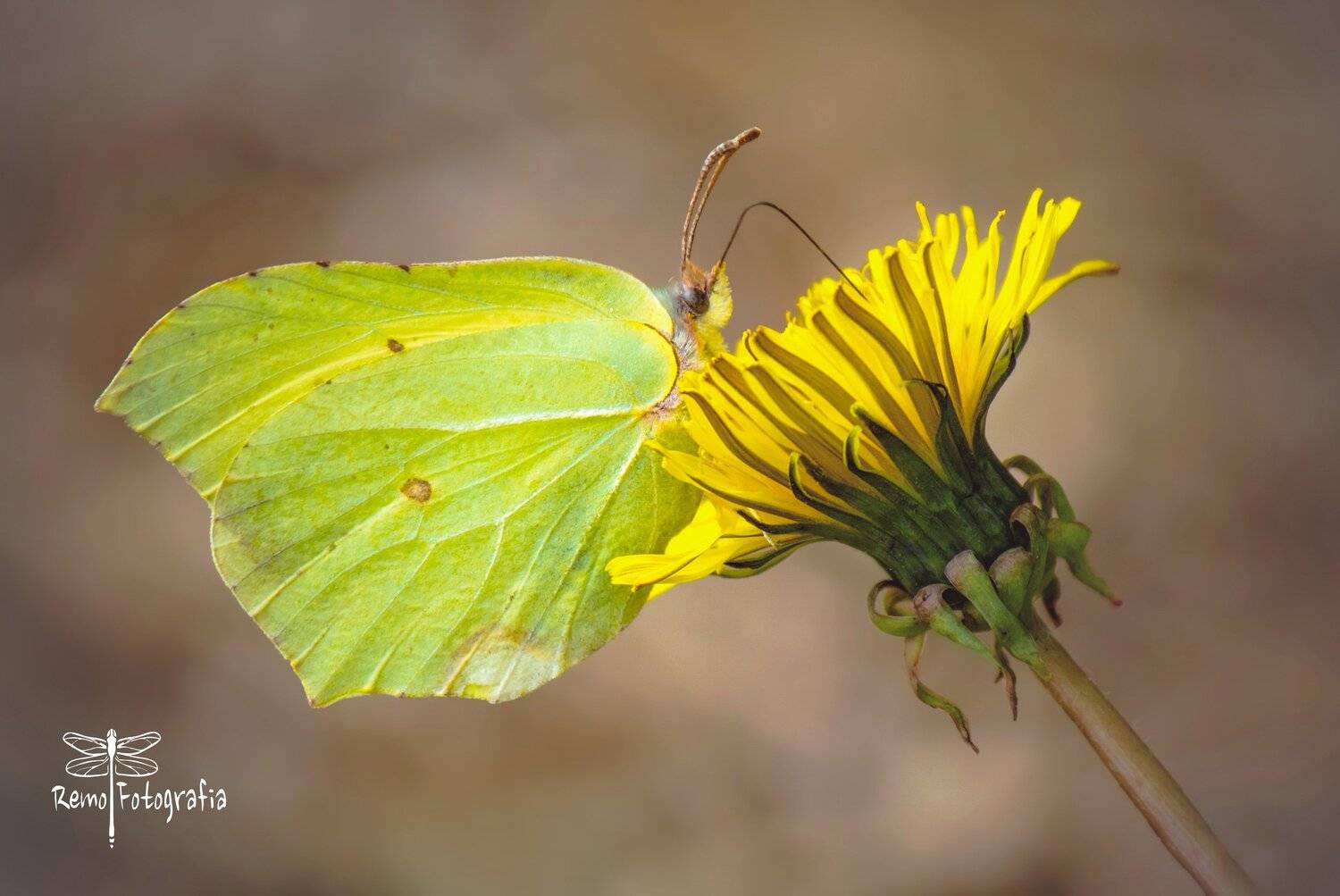 , Nowakowski Remigiusz