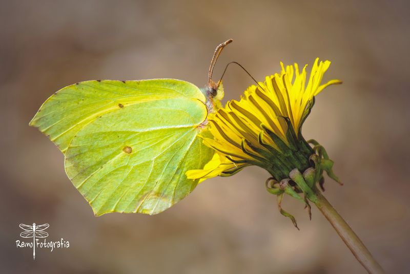 Gonepteryx rhamni- Latolistek cytrynek, listkowiec cytrynek. фото превью