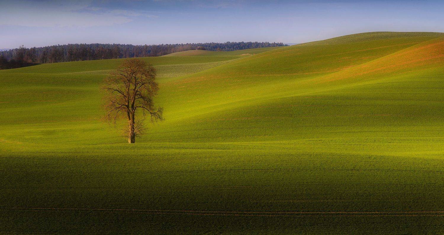 tree, filed, sky, spring, poland, lonley, green, Lukasz Zugaj