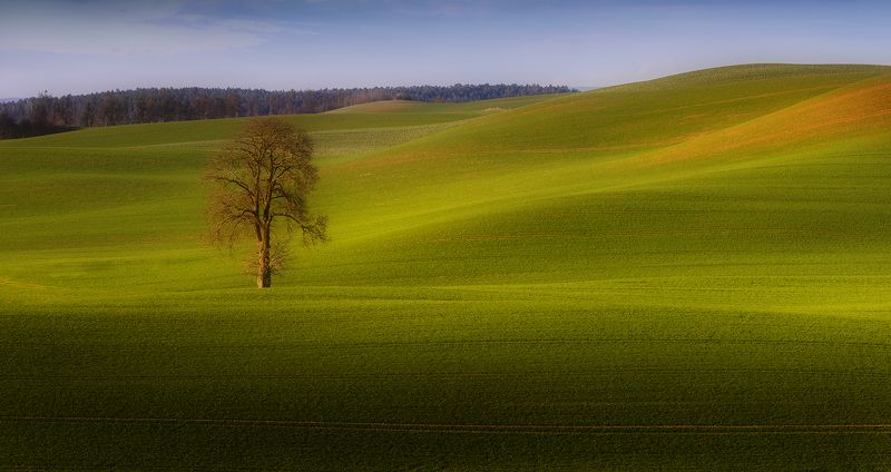 tree, filed, sky, spring, poland, lonley, green Big and Small trips фото превью