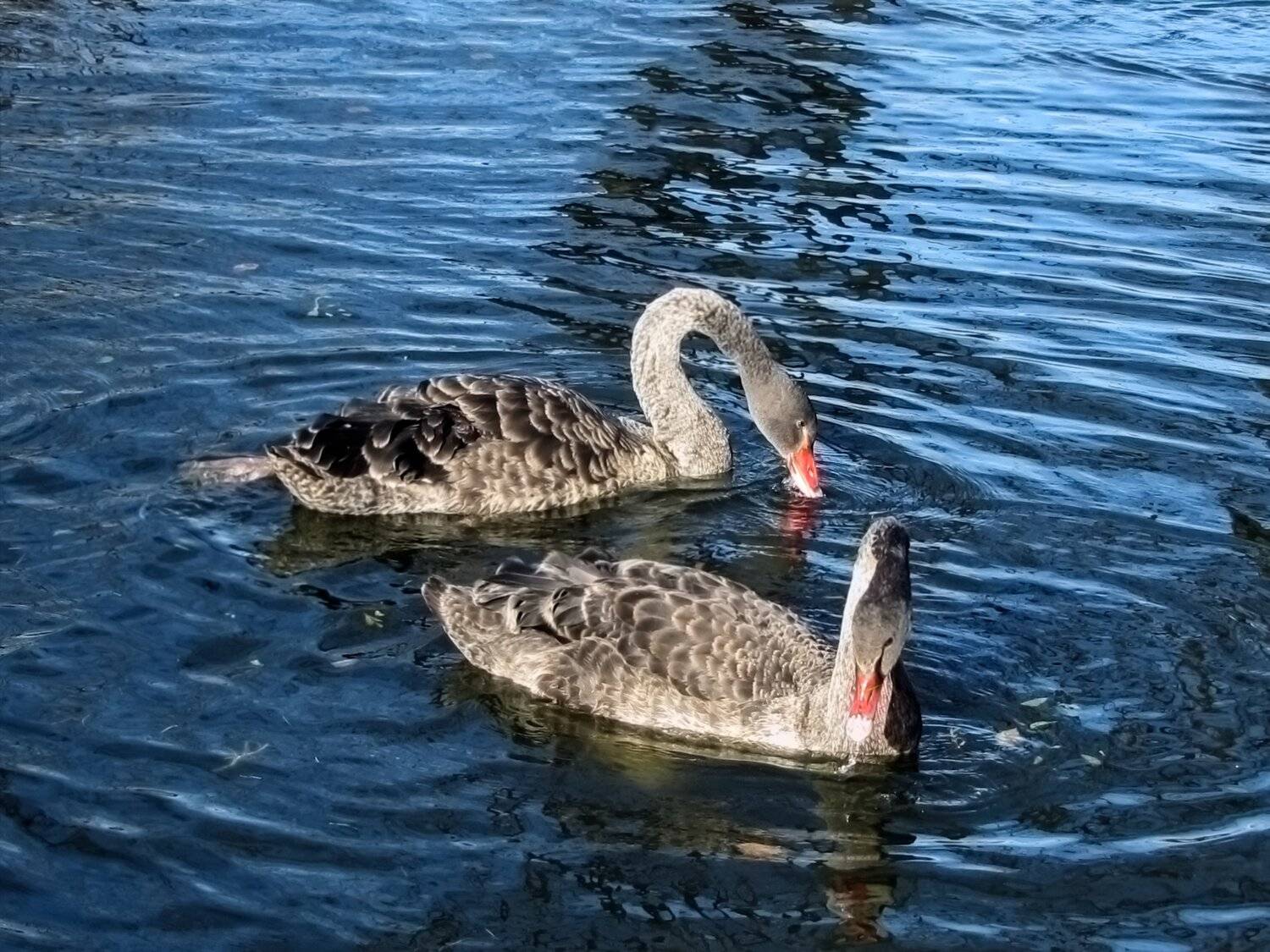 aquatic animal themes,wildlife,animal swimming,wavy,no people,nature water,birds high,outdoor view,duck,Nature,Water,Animal Wildlife,Bird,Animals In The Wild,Outdoors,Lake,Photography,Swan,Swimming,Animal,Water Birds,Day,Reflection, DZINTRA REGINA JANSONE